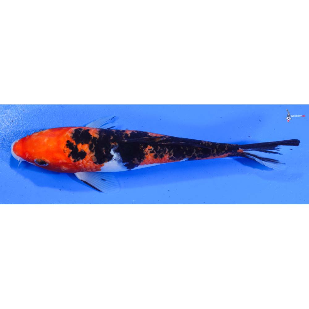 8.5” Imported Sanke