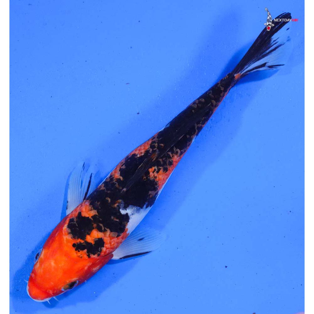 8.5” Imported Sanke