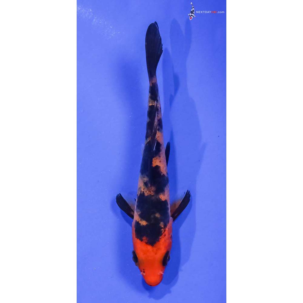 4” Imported Aka Bekko