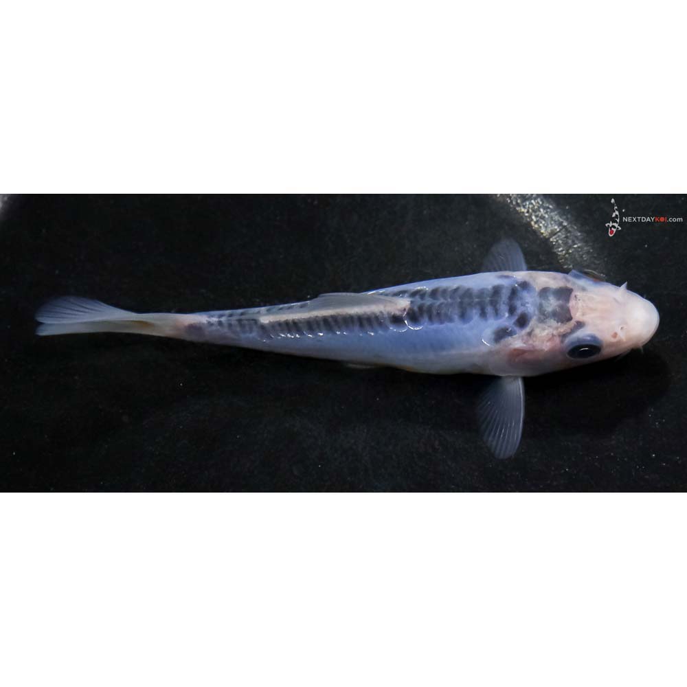 4.5” Imported Shusui