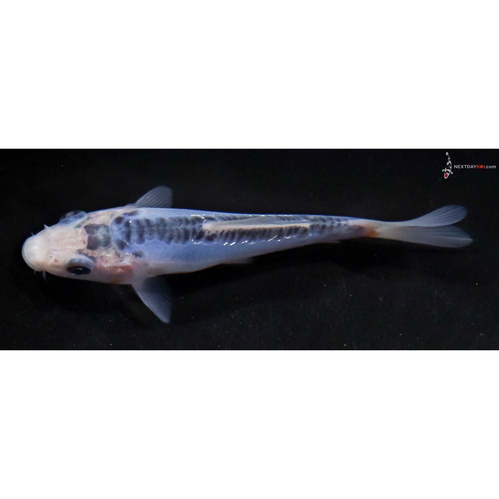 4.5” Imported Shusui