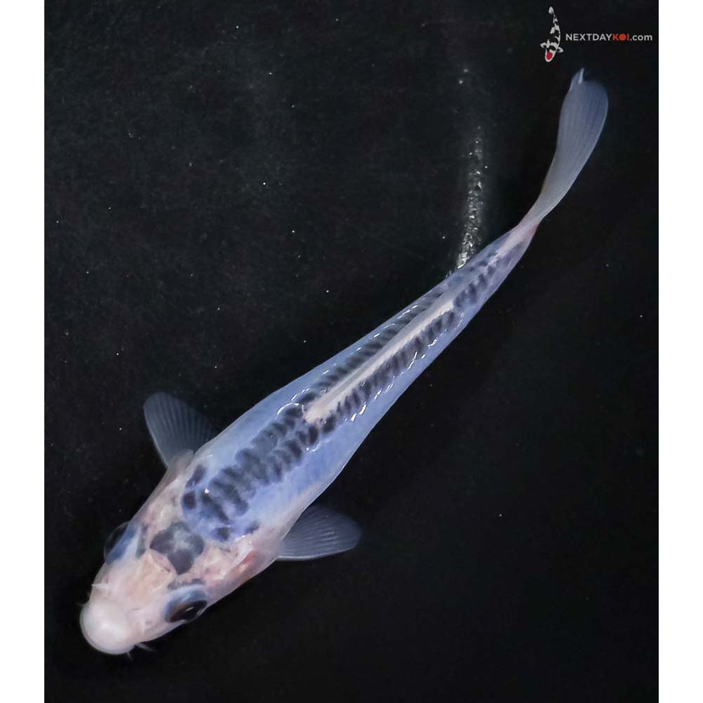 4.5” Imported Shusui