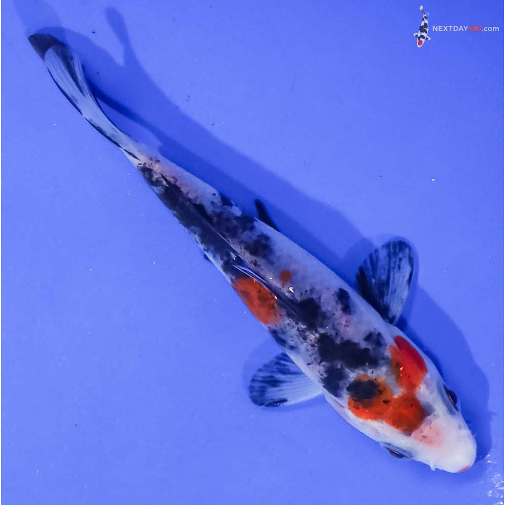 4.5” Imported Sanke