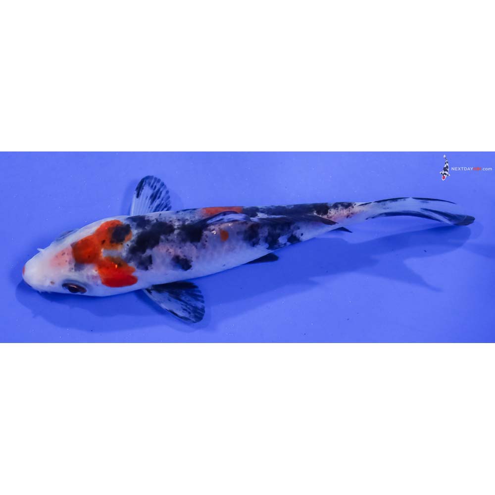 4.5” Imported Sanke