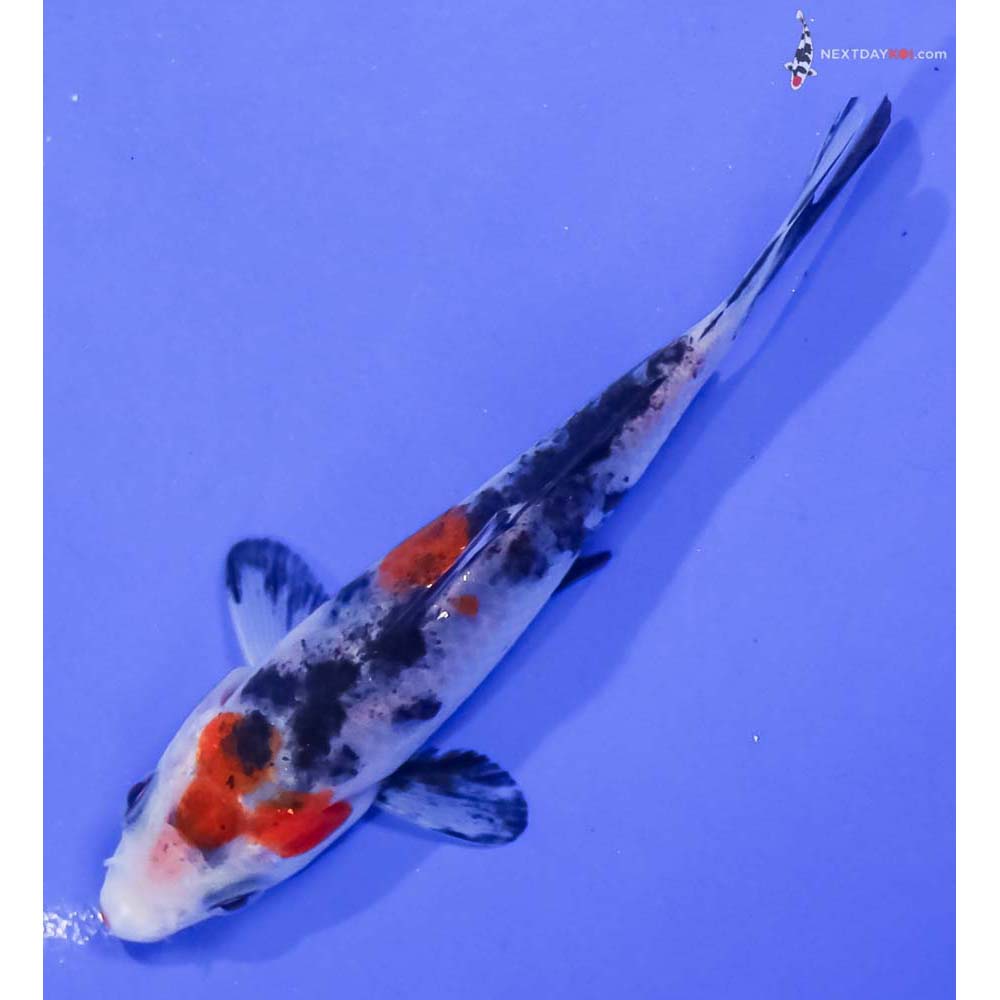 4.5” Imported Sanke