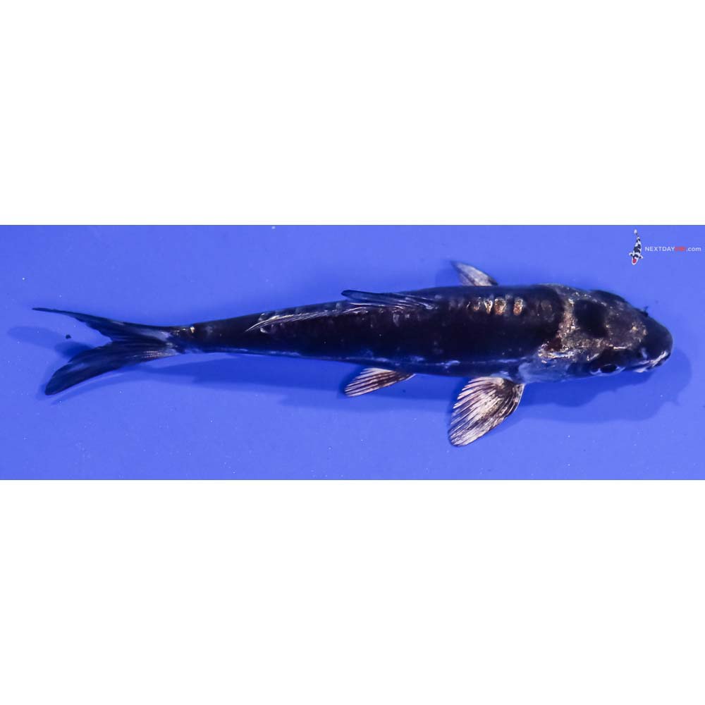 4.5” Imported Kikokuryu