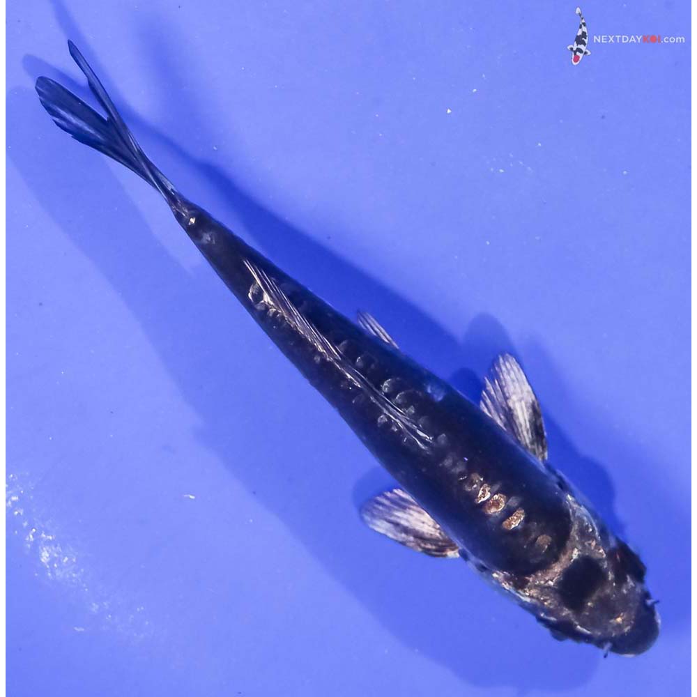 4.5” Imported Kikokuryu