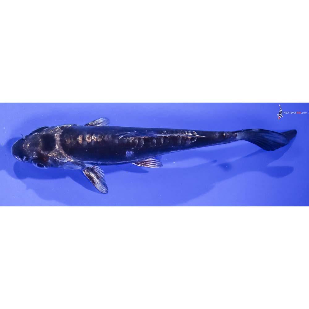 4.5” Imported Kikokuryu