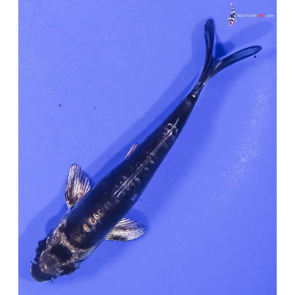 4.5” Imported Kikokuryu