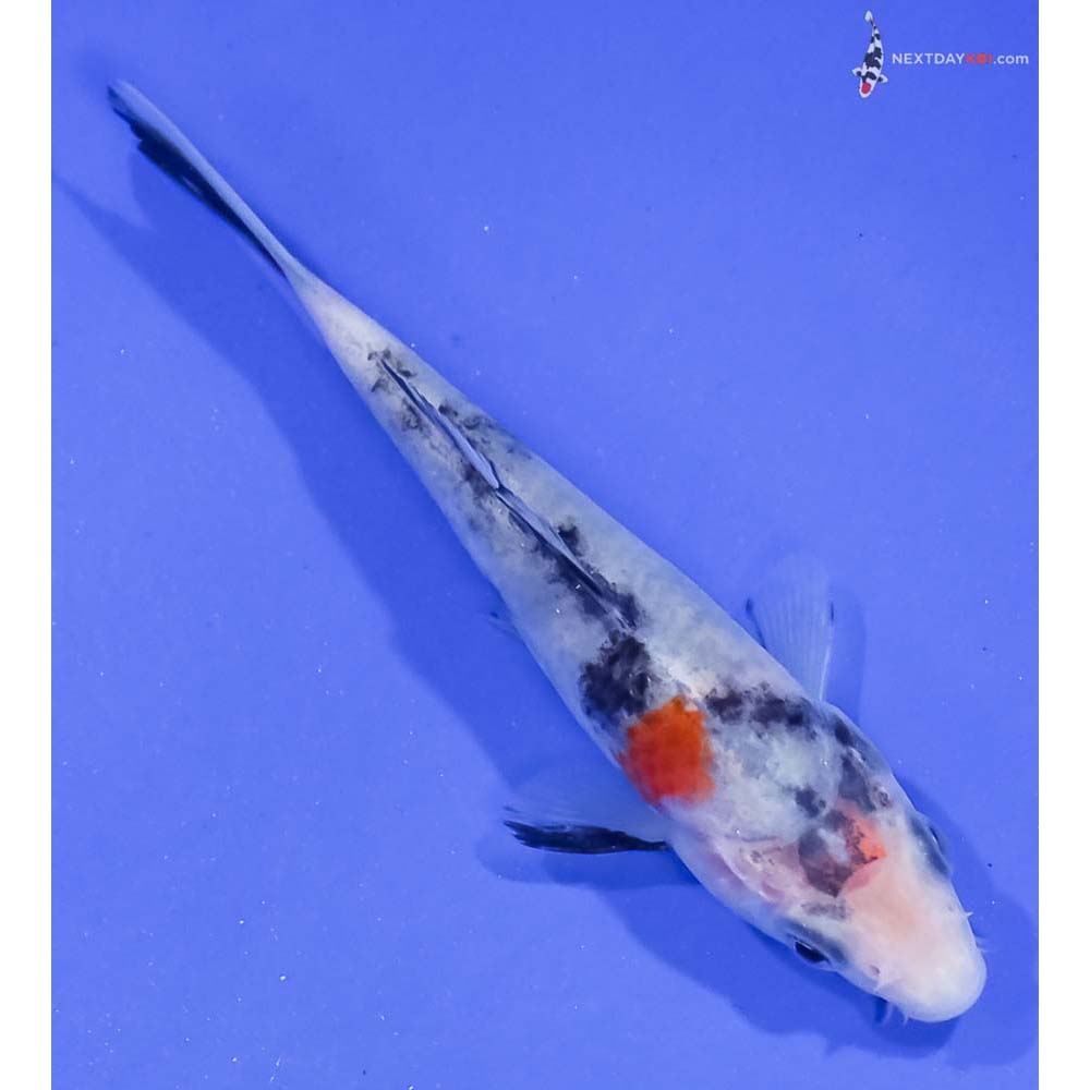 4.5” Imported Showa