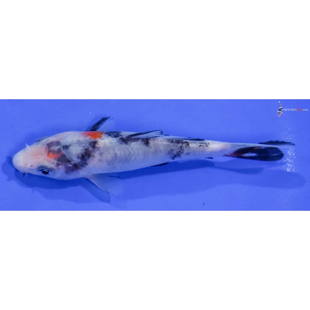 4.5” Imported Showa