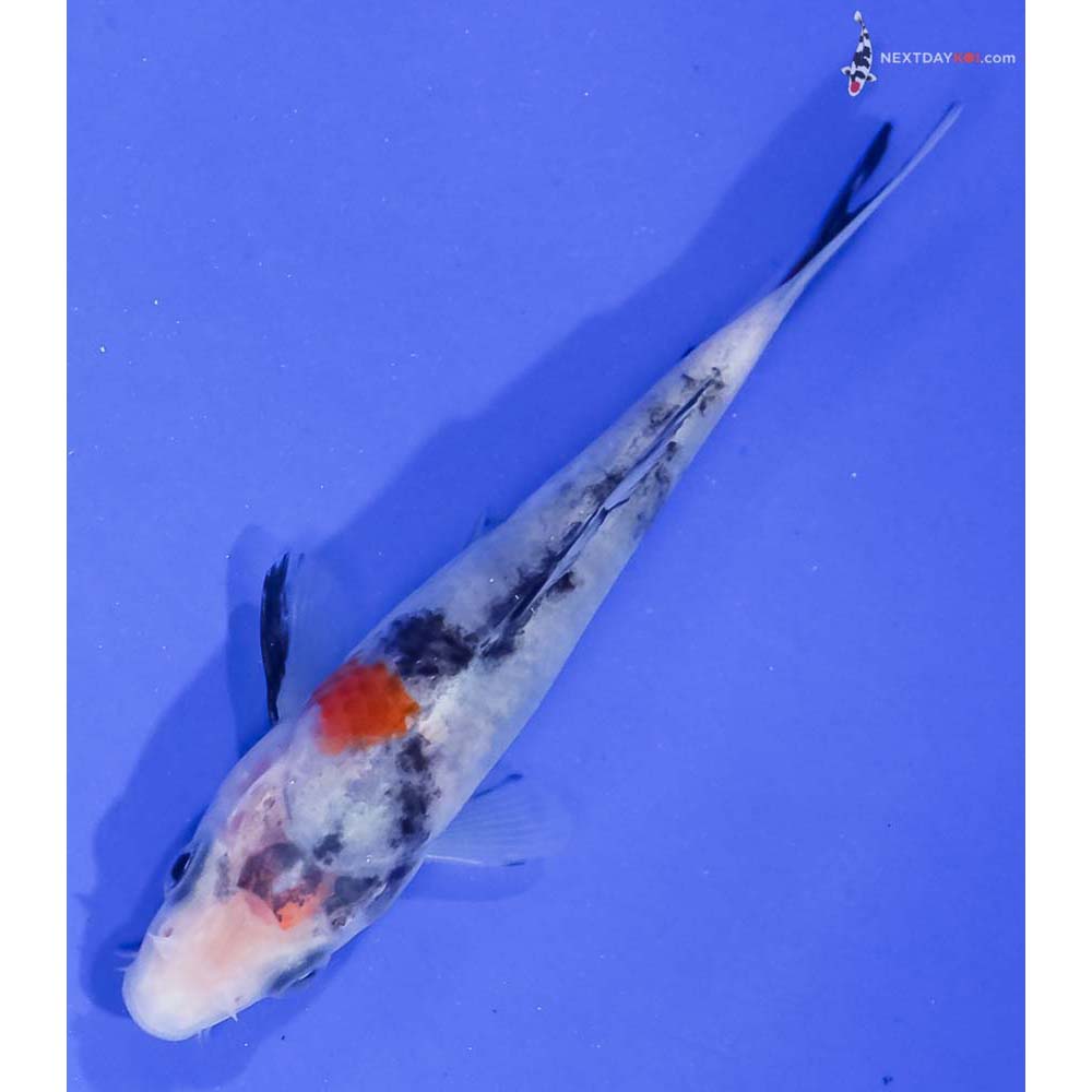 4.5” Imported Showa