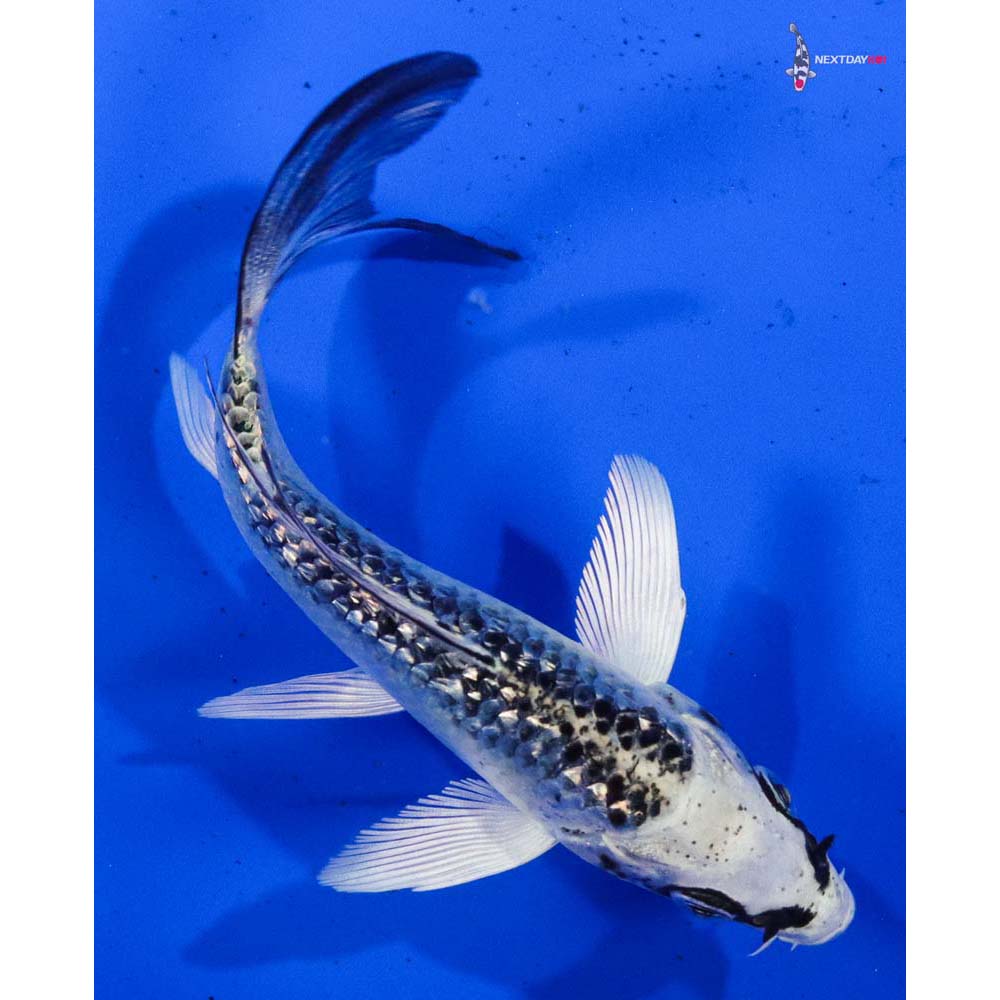 4” Imported Gin Rin Gin Matsuba Butterfly Koi