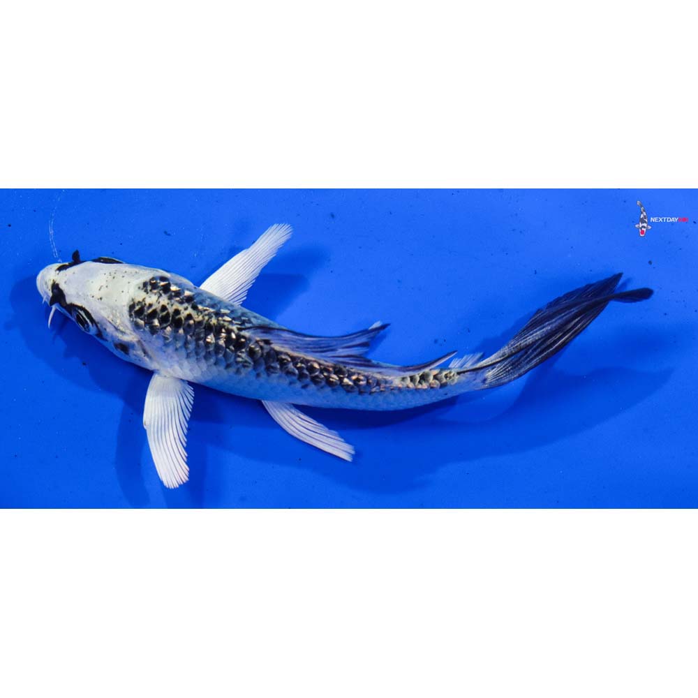 4” Imported Gin Rin Gin Matsuba Butterfly Koi