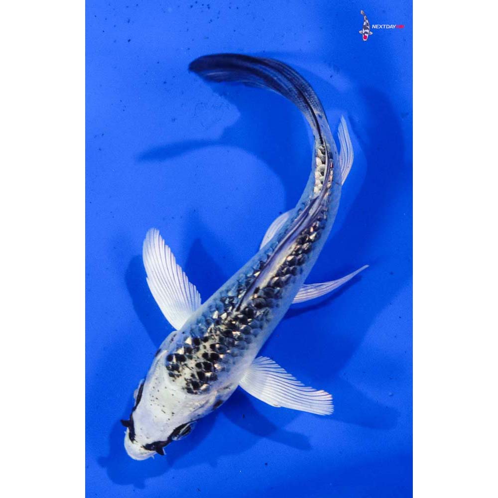 4” Imported Gin Rin Gin Matsuba Butterfly Koi