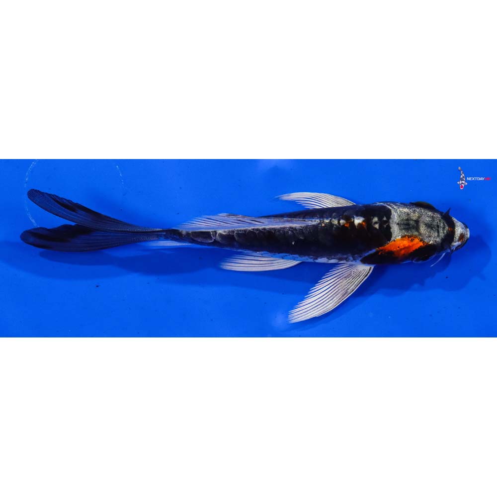 4” Imported Kin Kikokuryu Butterfly Koi