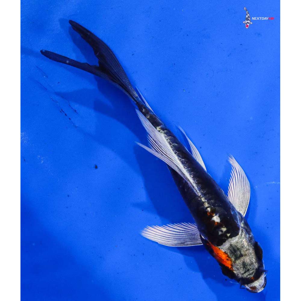 4” Imported Kin Kikokuryu Butterfly Koi