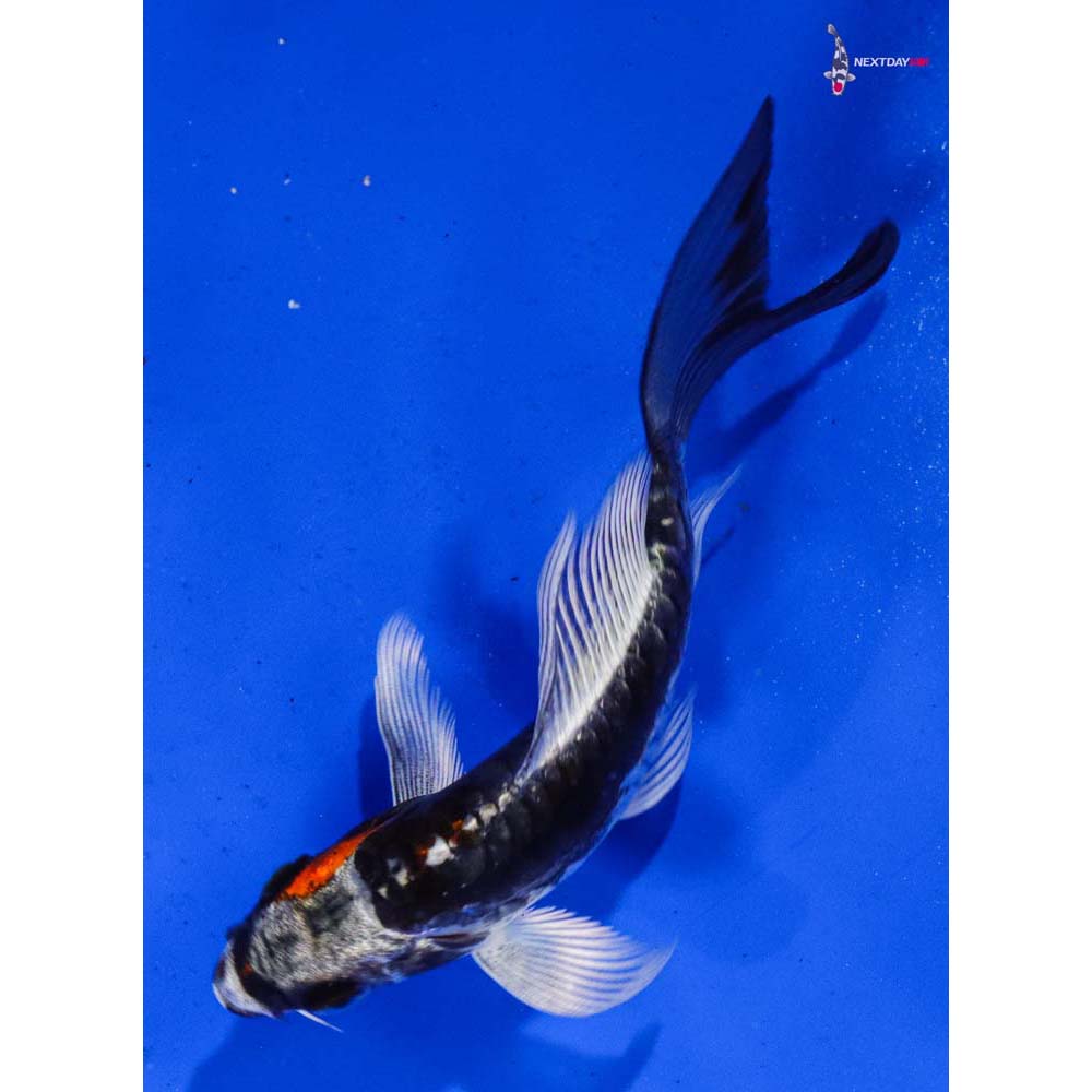 4” Imported Kin Kikokuryu Butterfly Koi
