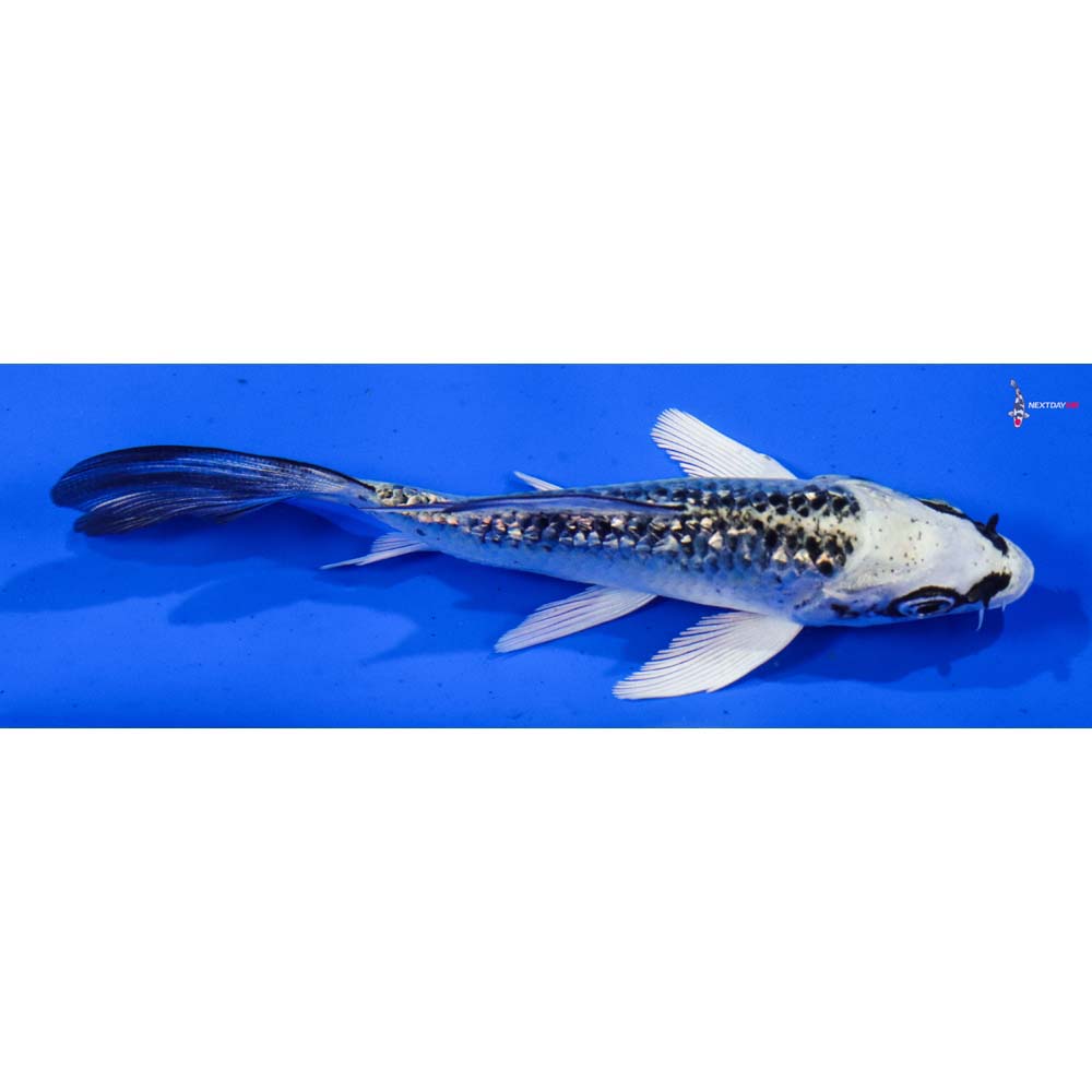 4” Imported Gin Rin Gin Matsuba Butterfly Koi