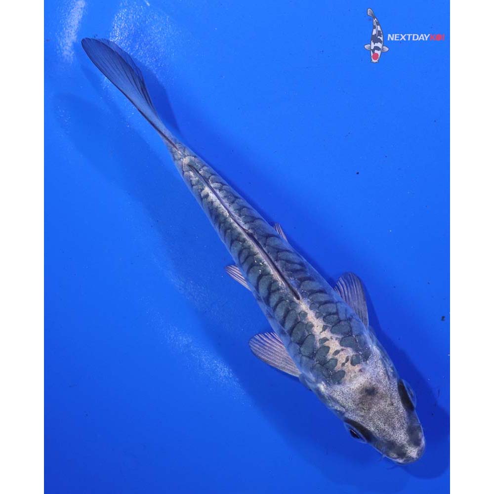 5” Imported Armor Scaled Gin Matsuba