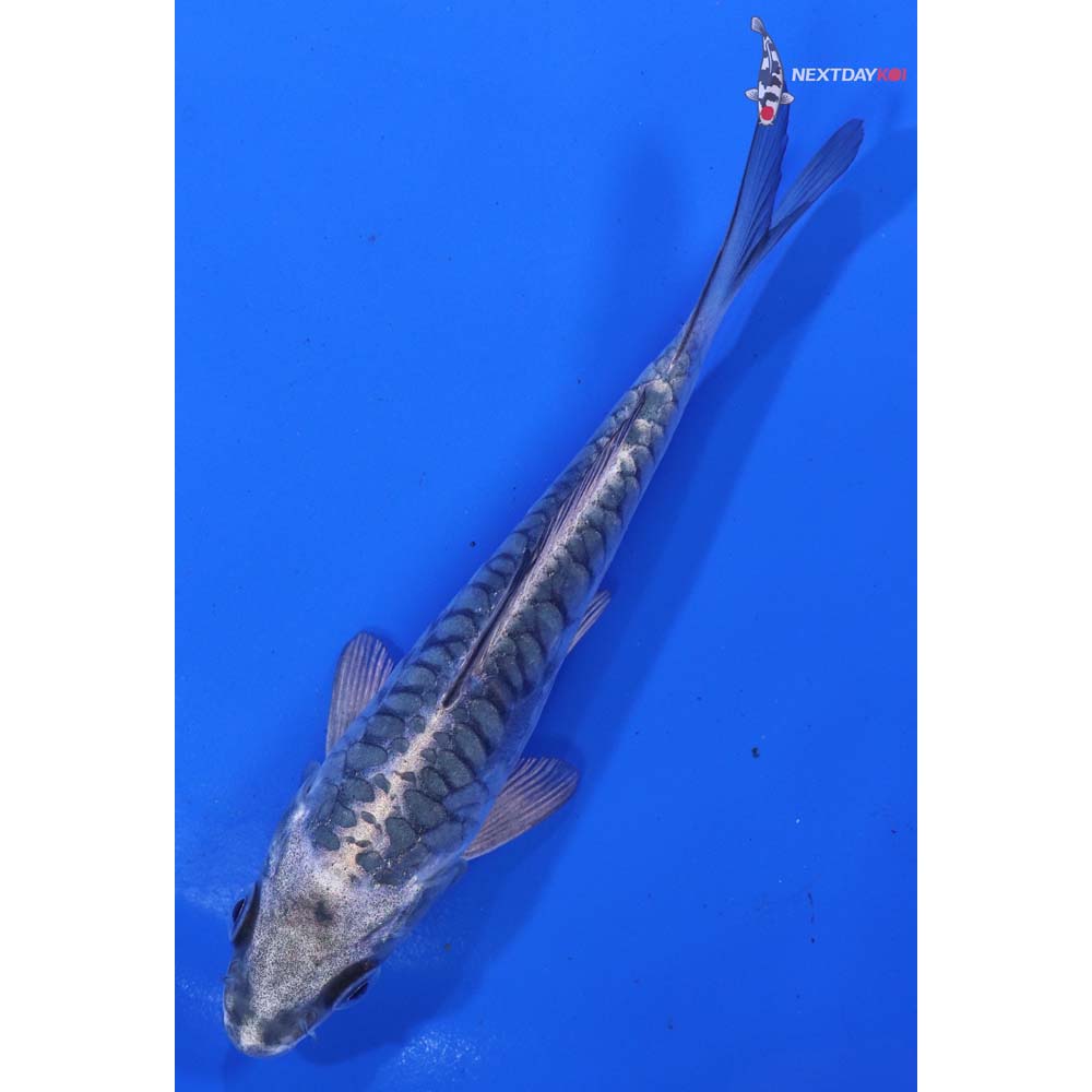 5” Imported Armor Scaled Gin Matsuba