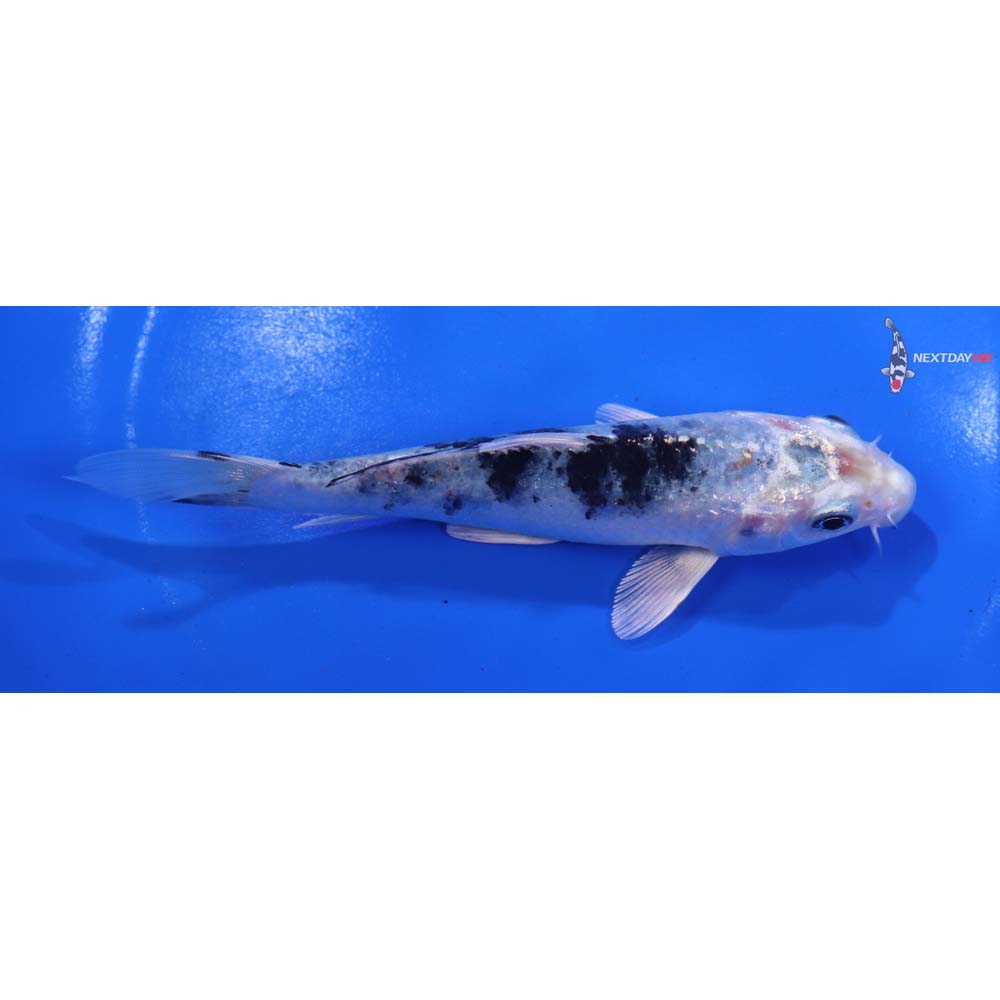 5” Imported Yamato Nishiki