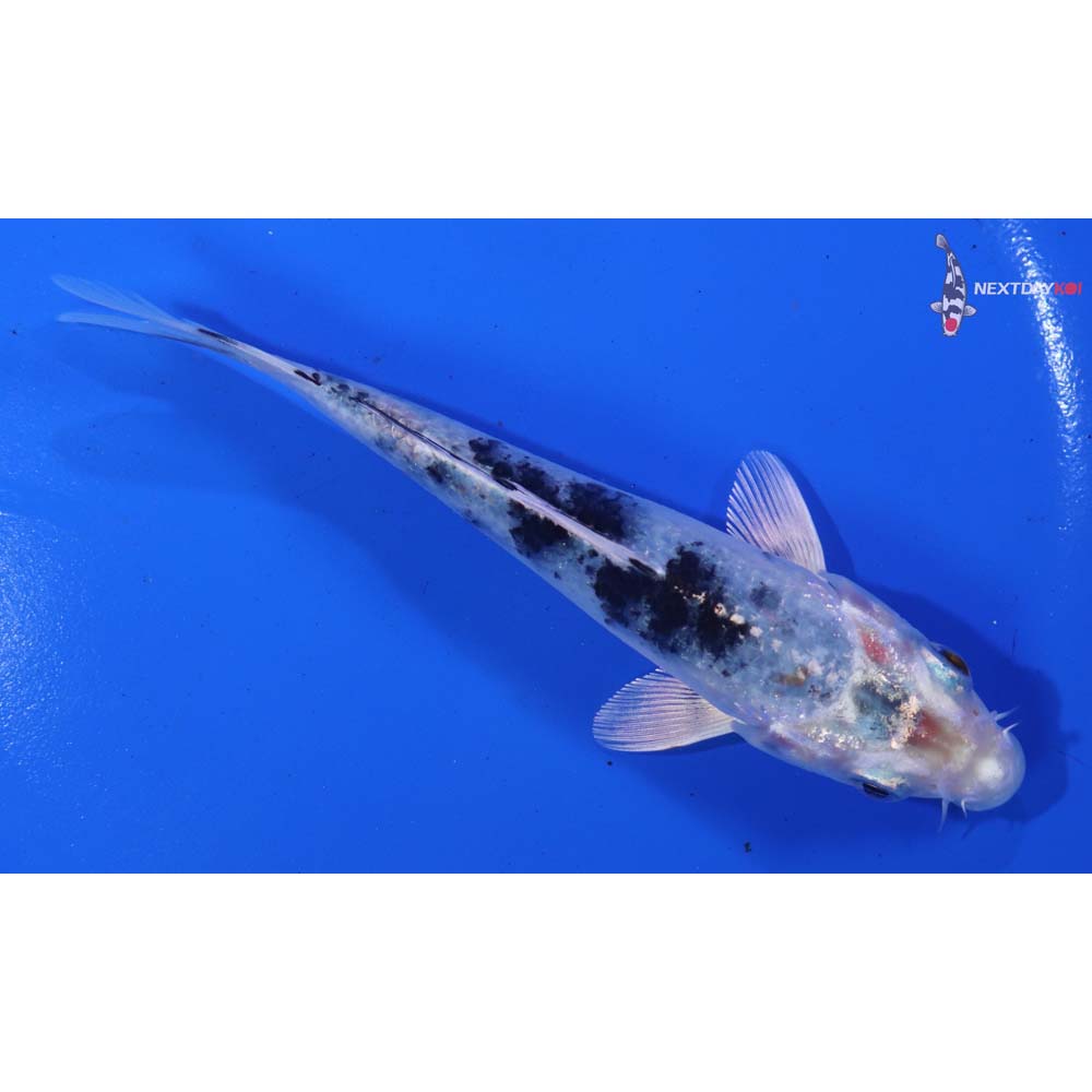 5” Imported Yamato Nishiki