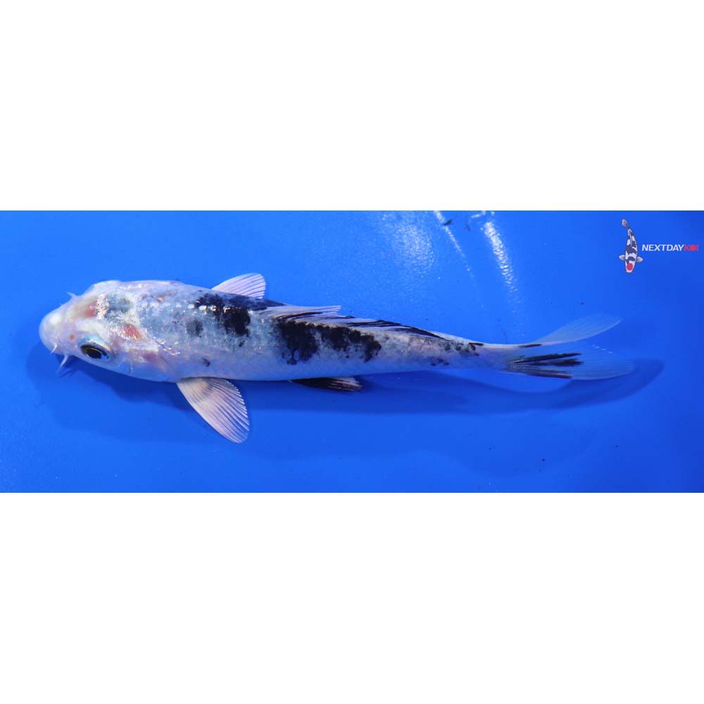 5” Imported Yamato Nishiki