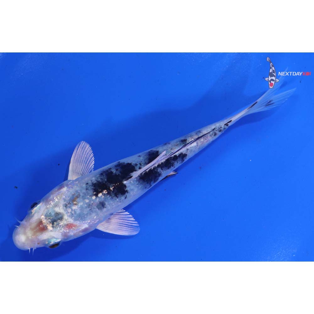 5” Imported Yamato Nishiki