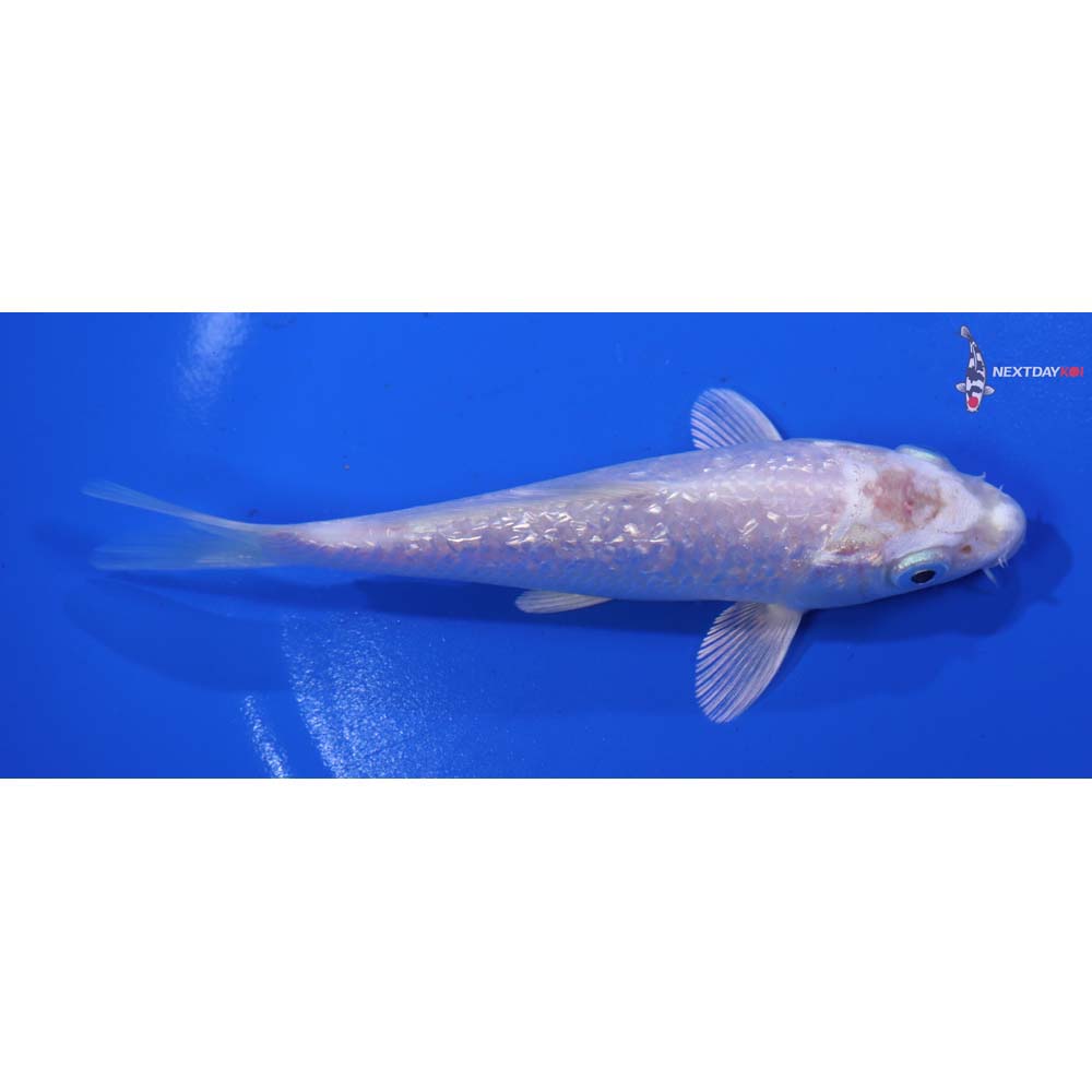 5” Imported Gin Rin Platinum Ogon