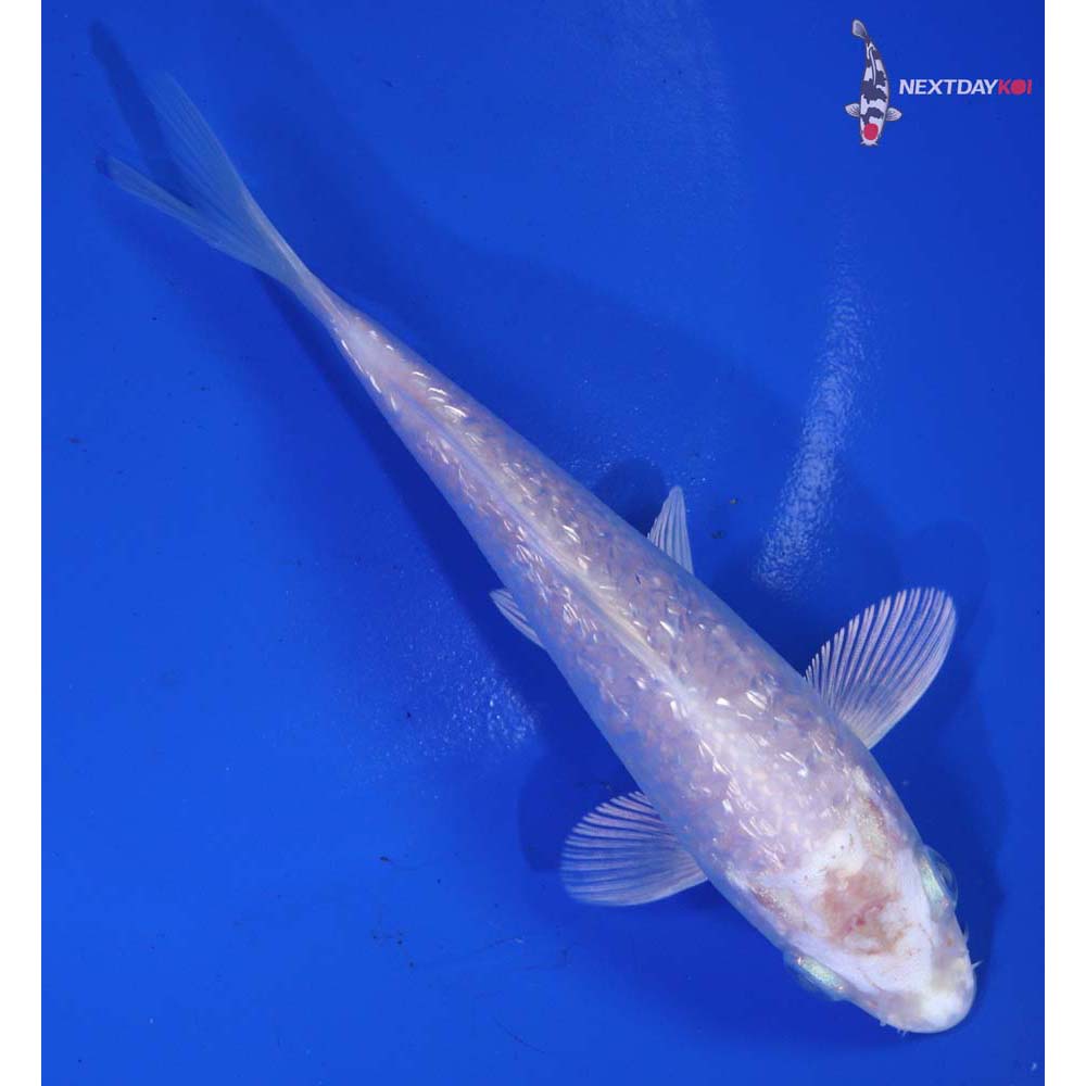 5” Imported Gin Rin Platinum Ogon