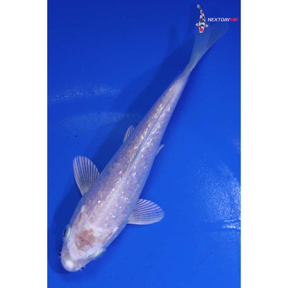 5” Imported Gin Rin Platinum Ogon