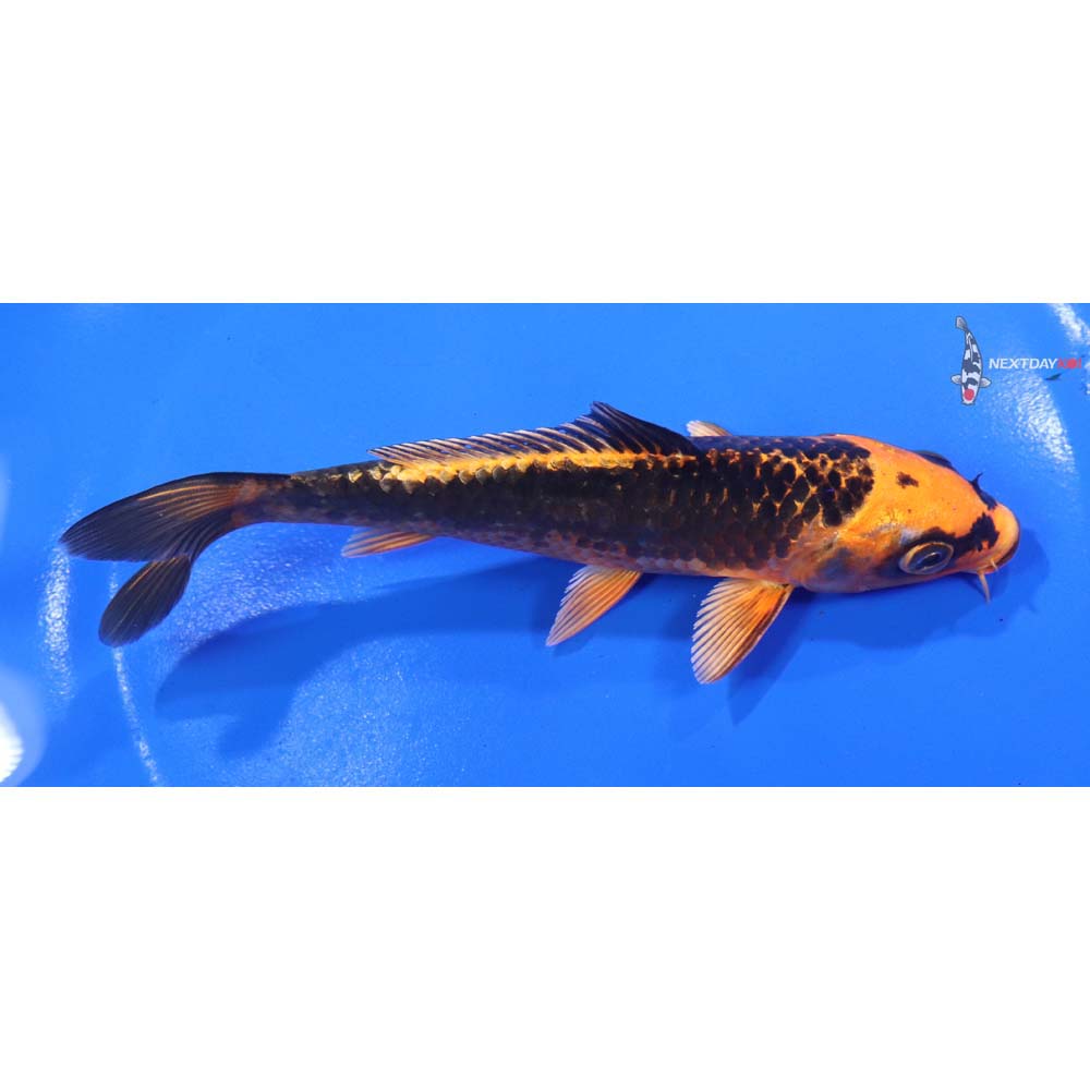 5.5” Imported Orenji Matsuba