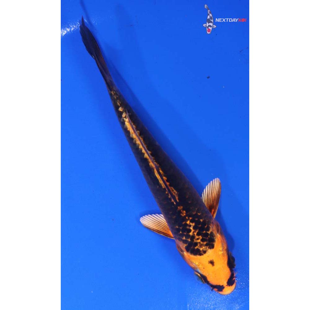 5.5” Imported Orenji Matsuba