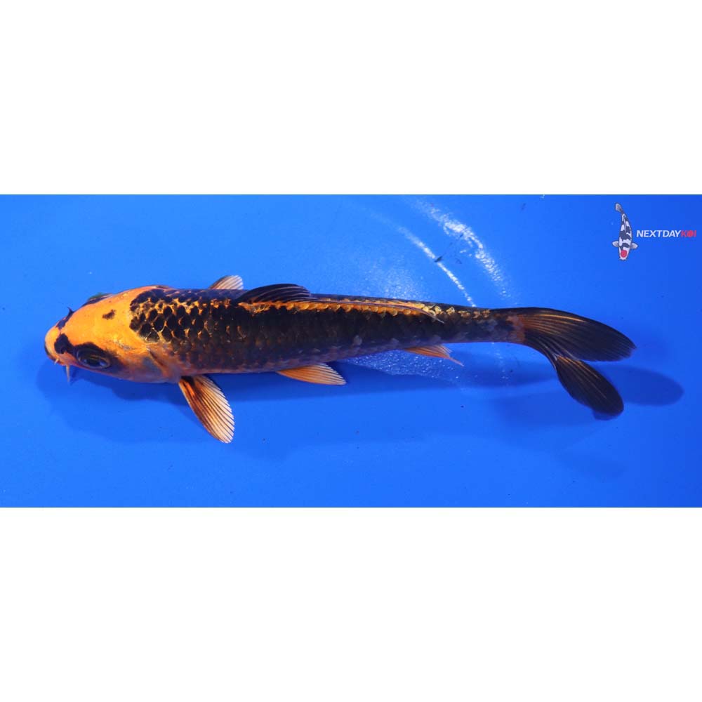 5.5” Imported Orenji Matsuba