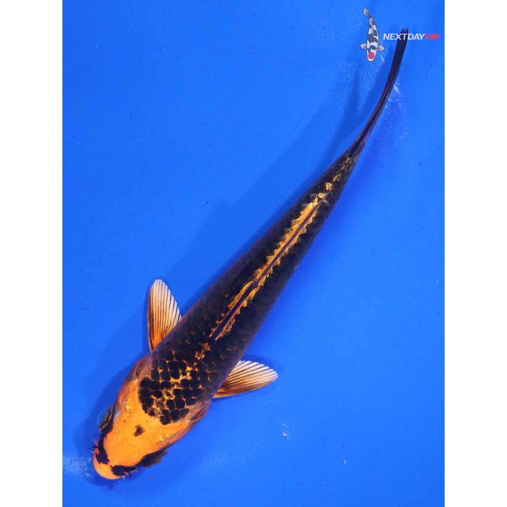 5.5” Imported Orenji Matsuba