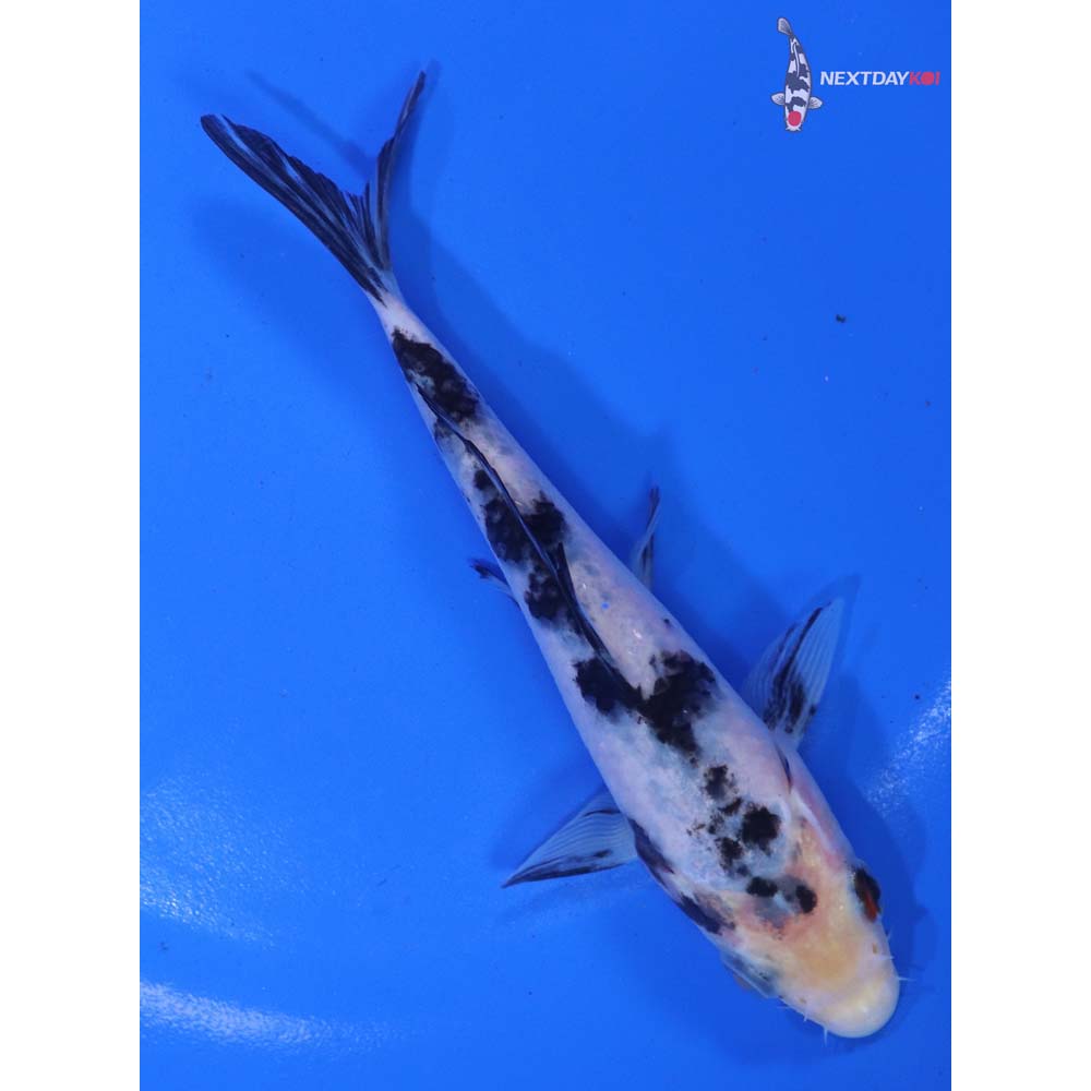 5.5” Imported Shiro Bekko