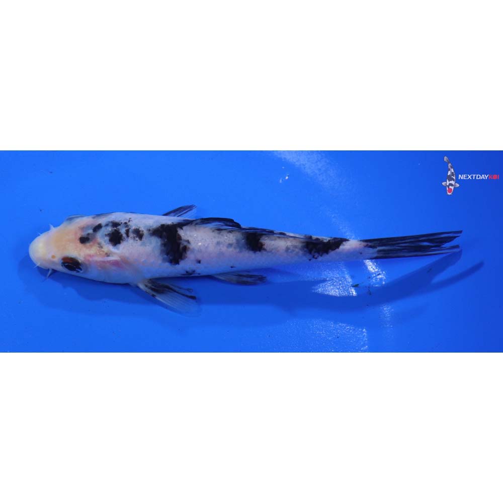 5.5” Imported Shiro Bekko