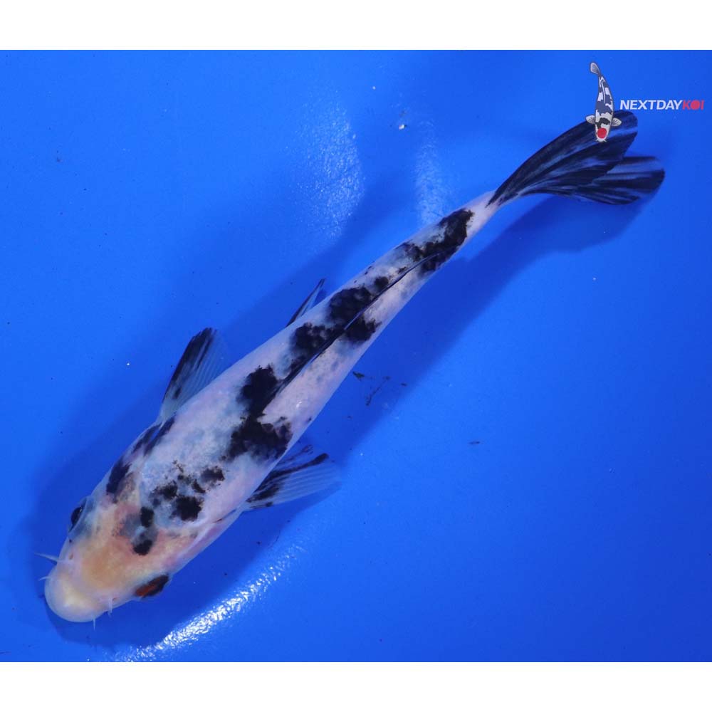 5.5” Imported Shiro Bekko