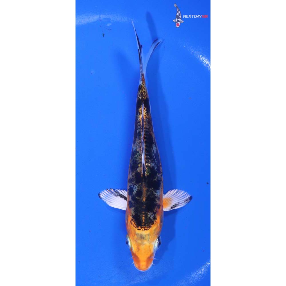 5.5” Imported Heisei Nishiki