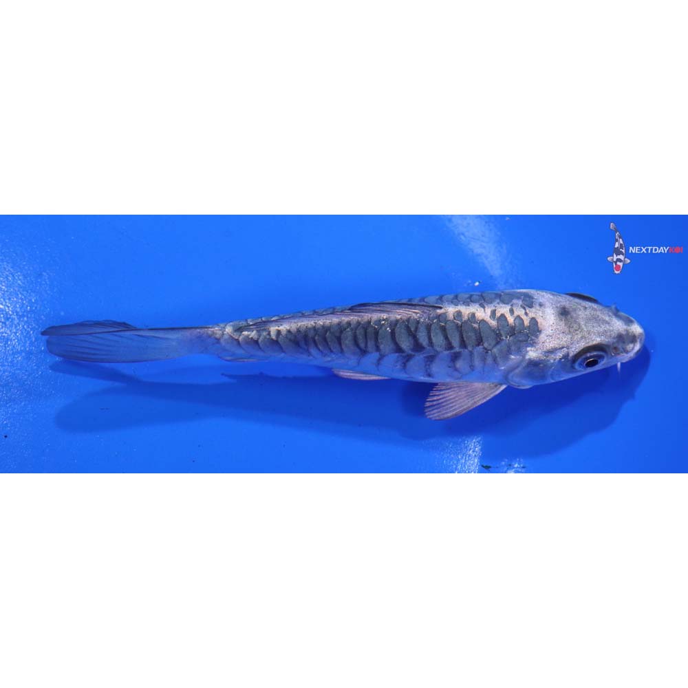 5” Imported Armor Scaled Gin Matsuba