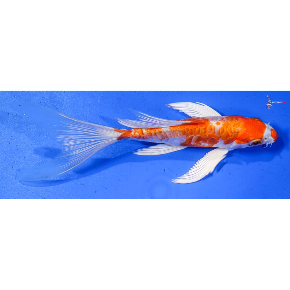 6” Imported Armor Scaled Hariwake Butterfly Koi