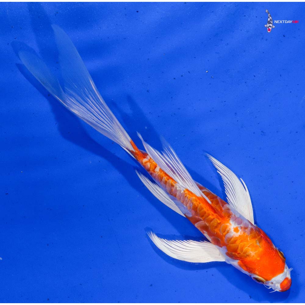 6” Imported Armor Scaled Hariwake Butterfly Koi