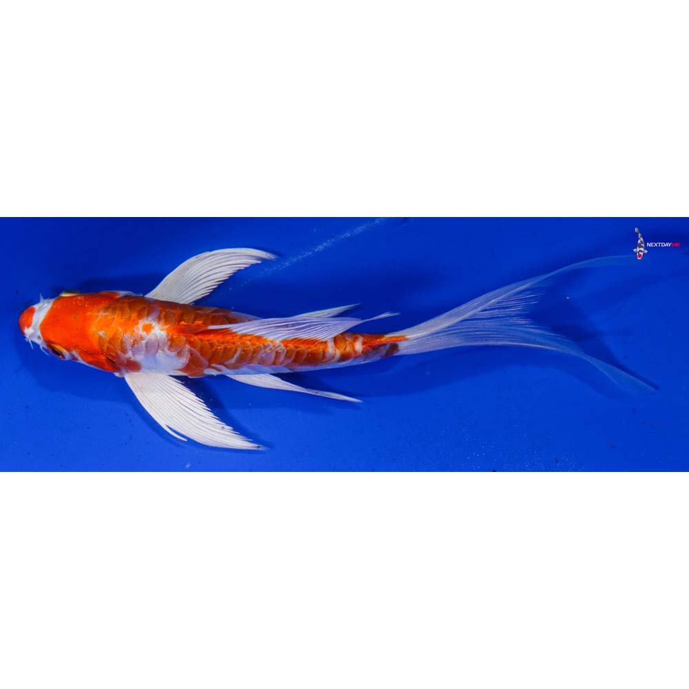 6” Imported Armor Scaled Hariwake Butterfly Koi
