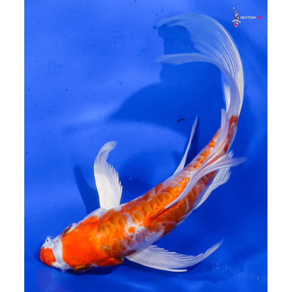 6” Imported Armor Scaled Hariwake Butterfly Koi