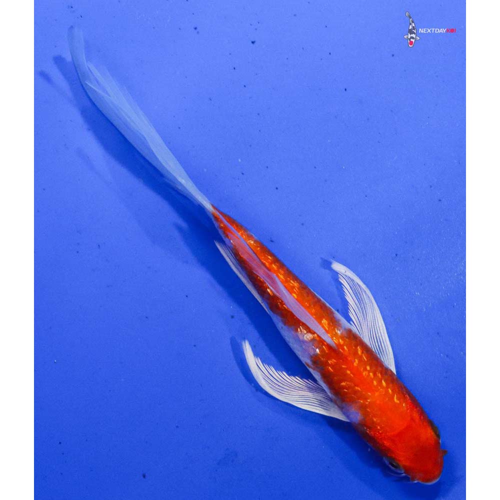 6.5” Imported Gin Rin Hariwake Butterfly Koi