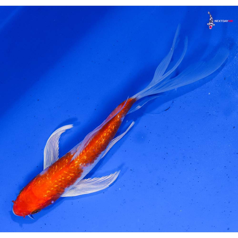 6.5” Imported Gin Rin Hariwake Butterfly Koi