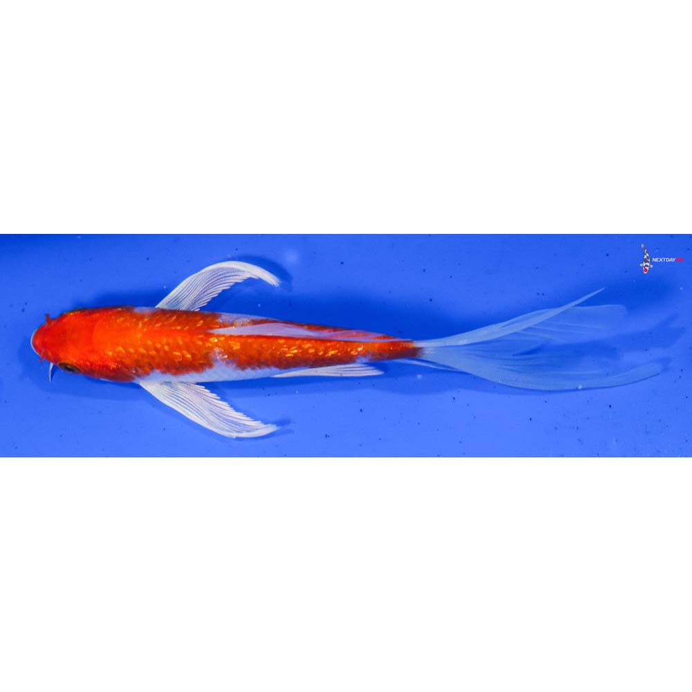 6.5” Imported Gin Rin Hariwake Butterfly Koi