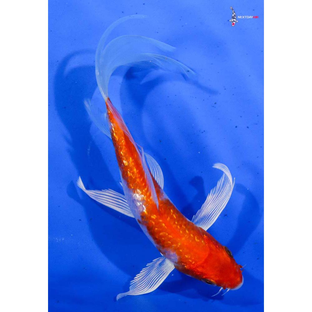 6.5” Imported Gin Rin Hariwake Butterfly Koi