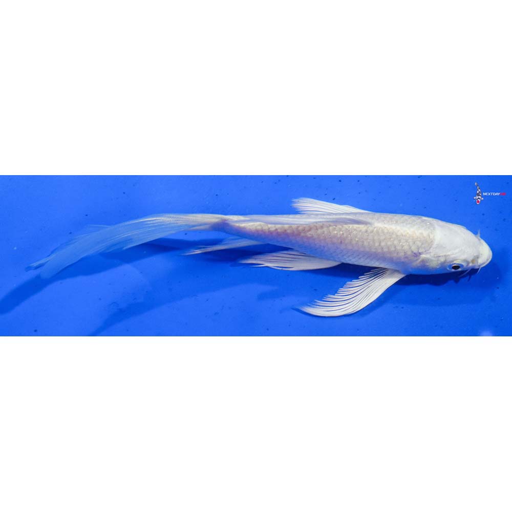 6.5” Imported Platinum Ogon Butterfly Koi